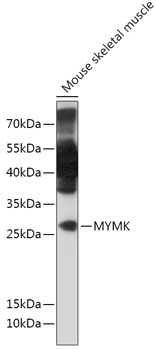 MYMK Polyclonal Antibody[30337