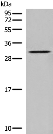 DNASE1L1 Antibody[47070]