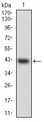 HSF4 Antibody[48475]