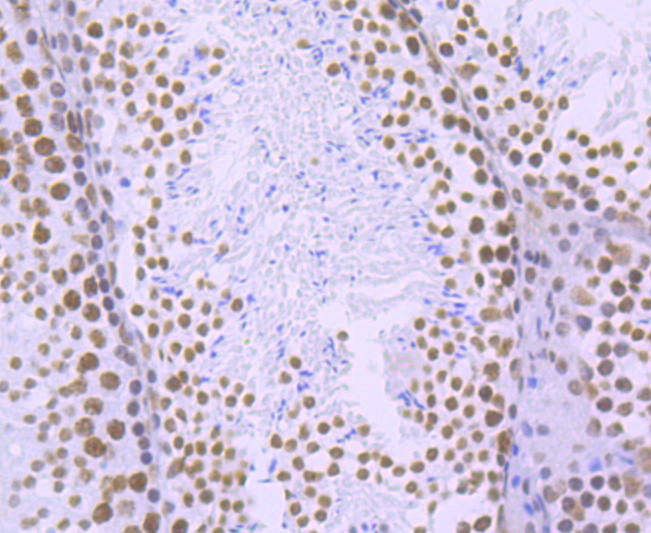 Phospho-POLR2A (S2) Rabbit mAb