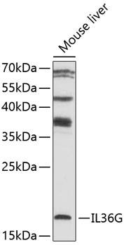 IL36G Polyclonal Antibody[2731