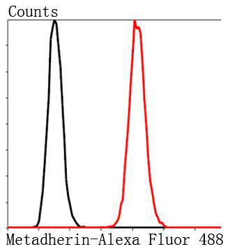 Metadherin(LYRIC) Antibody[482