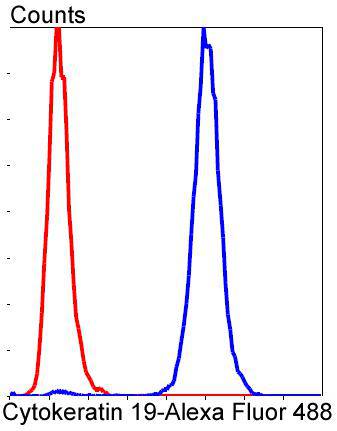 Cytokeratin 19 Rabbit mAb[4862