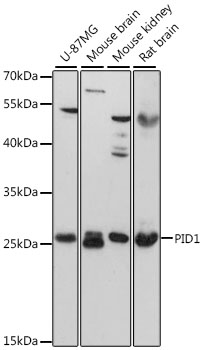 PID1 Polyclonal Antibody[27951