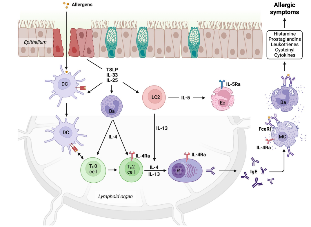 Bioss 爆品推荐│IgE研究如何脱颖而出?高特异性原料与工具是关键!