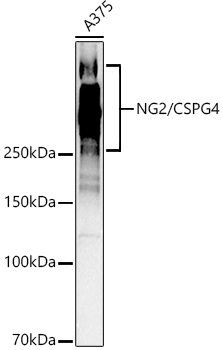 CSPG4 Polyclonal Antibody[3047