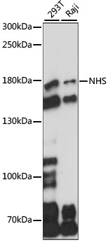 NHS Polyclonal Antibody[28902]