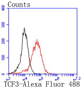 TCF3 Rabbit mAb[48786]