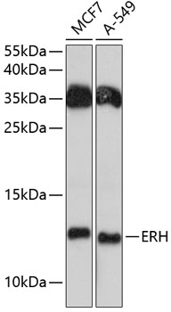 ERH Polyclonal Antibody[27666]