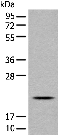 CD8A Antibody[46438]