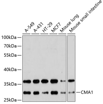 CMA1 Polyclonal Antibody[30660