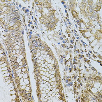 SELP Polyclonal Antibody[28466