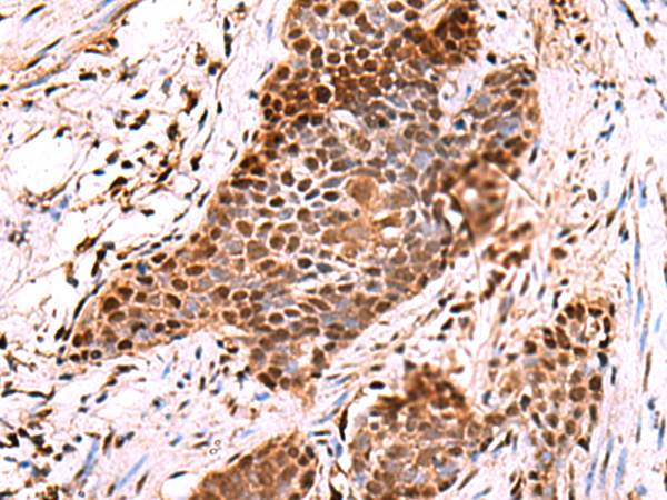 POLD2 Antibody[47414]
