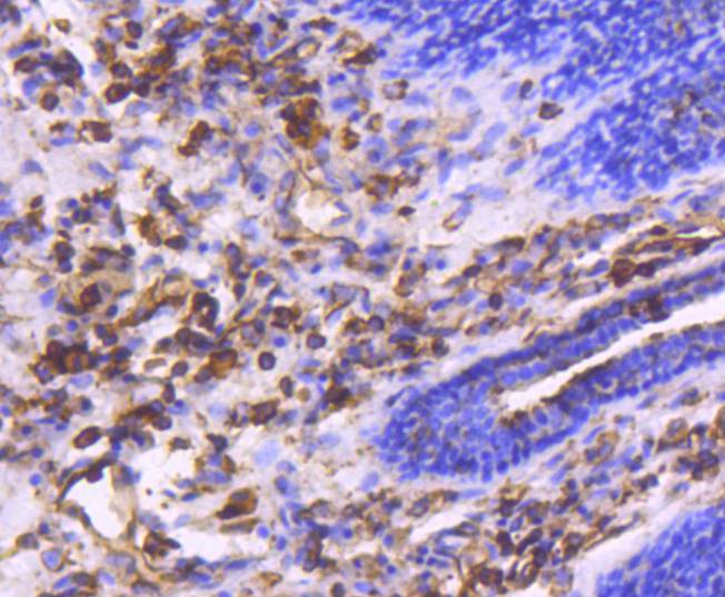 Moesin Rabbit mAb[48981]