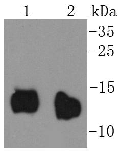 Cytochrome C Rabbit mAb[48927]