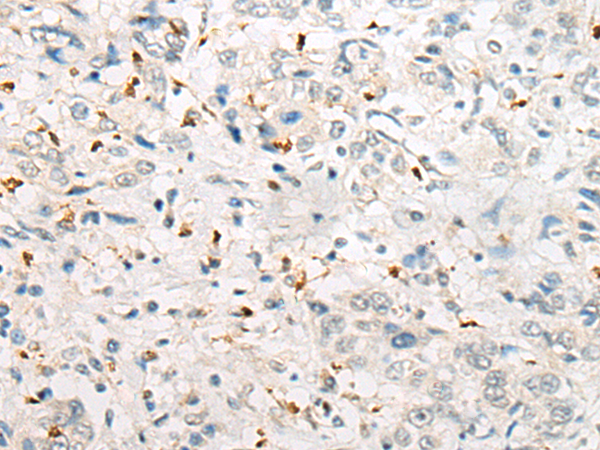 DLL1 Antibody[47062]