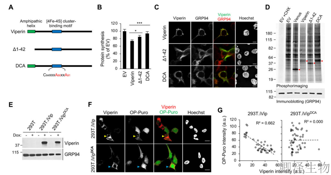 【核糖体碰撞-经典研究】 颠覆认知！免疫系统的“分子刹车”：抗病毒蛋白如何瘫痪病毒工厂