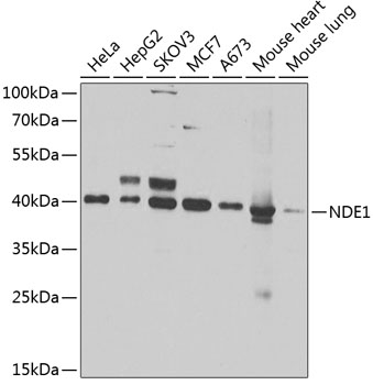 NDE1 Polyclonal Antibody[30827