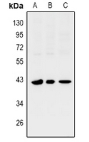 SIX1 Antibody[47976]