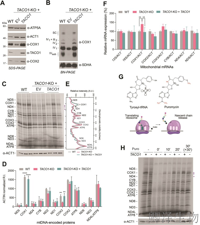 【线粒体翻译】 |线粒体翻译之谜破解！TACO1如何疏通蛋白质合成“堵点”？