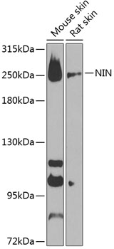 NIN Polyclonal Antibody[27772]