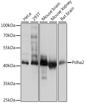 PDHA2 Polyclonal Antibody[2879