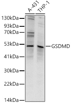 Gasdermin-D Polyclonal Antibod