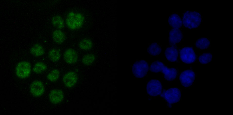 DDX5 Rabbit mAb[49625]