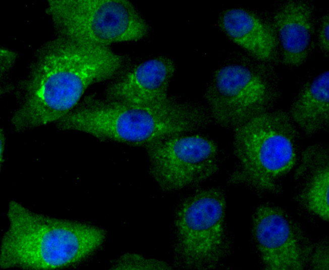 CD274(PD1L1) Antibody[48238]
