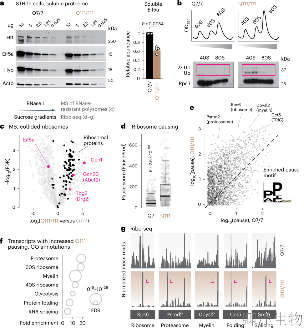 【核糖体碰撞-经典研究】 解密亨廷顿舞蹈症：核糖体碰撞如何引发神经元全局崩溃？