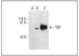 YAP1 Antibody[48350]