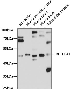 BHLHE41 Polyclonal Antibody[27