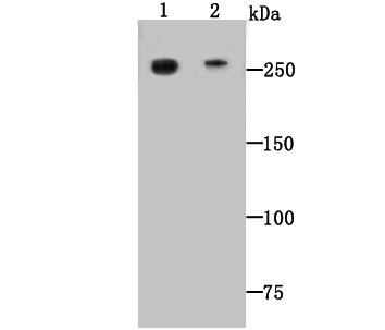 DOPEY2 Antibody[48029]