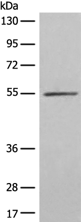 FSD1 Antibody[47123]