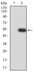 DHX58 Antibody[48413]