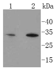Hes1 Rabbit mAb[49016]