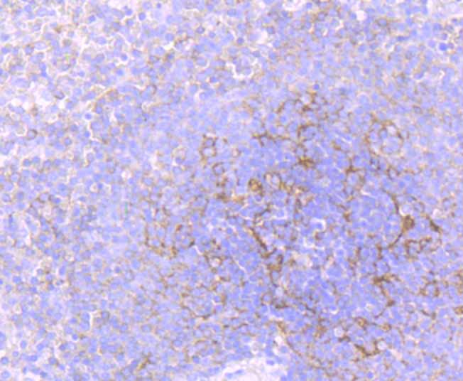 Flotillin 1 Rabbit mAb[49861]