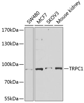TRPC1 Polyclonal Antibody[2771