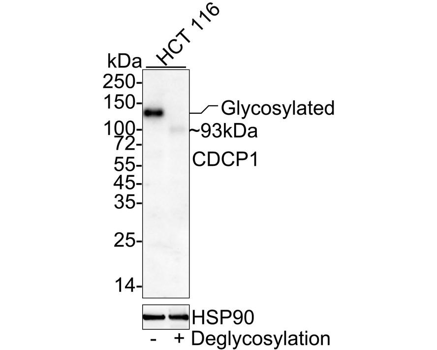 CUB domain-containing protein 