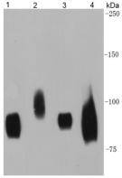 CD44 Antibody[48353]