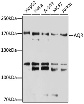 AQR Polyclonal Antibody[30691]