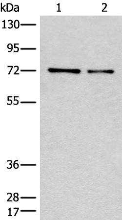 CCNK Antibody[46427]