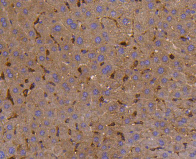 SHP1 Rabbit mAb[48636]