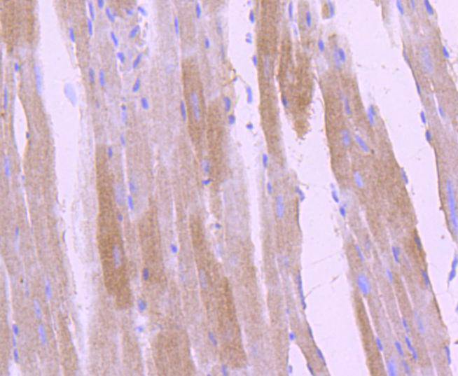 Phospho-TrkB(Y817) Rabbit mAb[