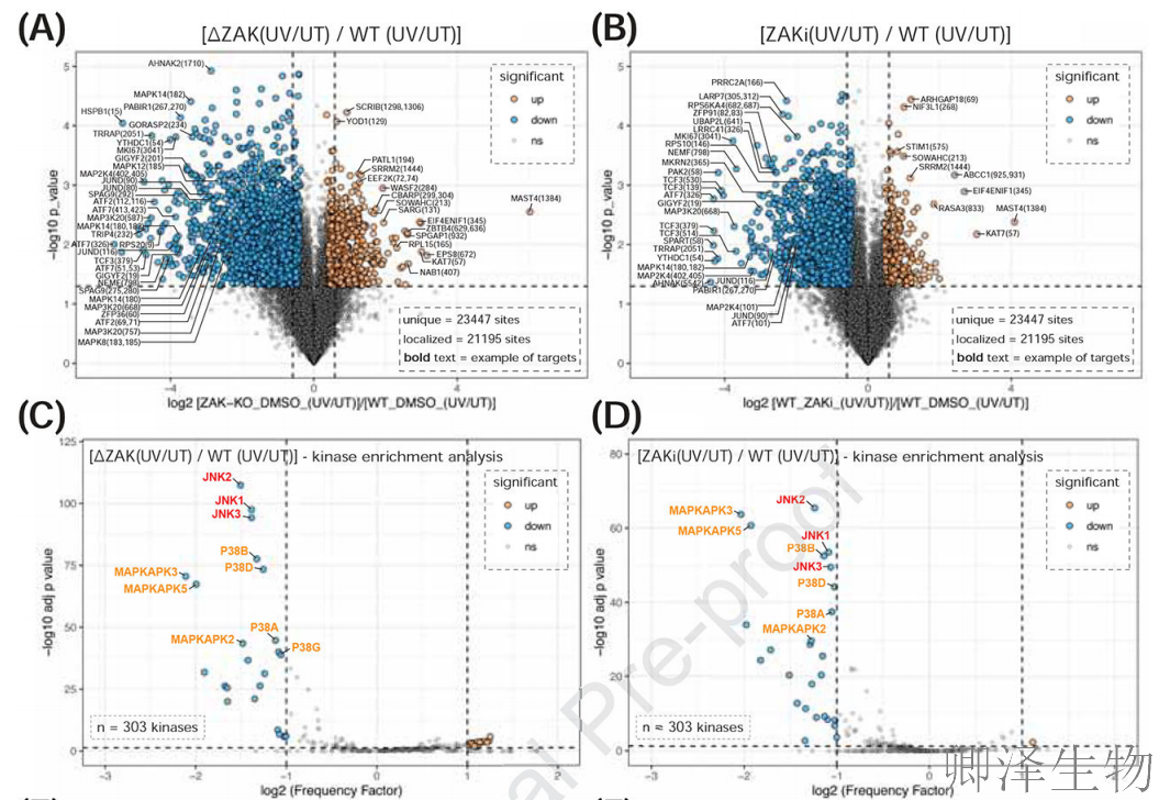 【核糖体碰撞-经典研究】 UV致死元凶非DNA损伤？核糖体毒性应激终解密！