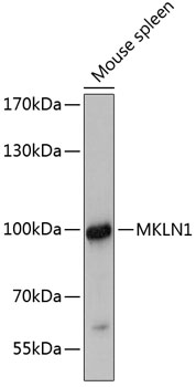 MKLN1 Polyclonal Antibody[2761