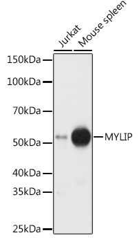 MYLIP Polyclonal Antibody[3070