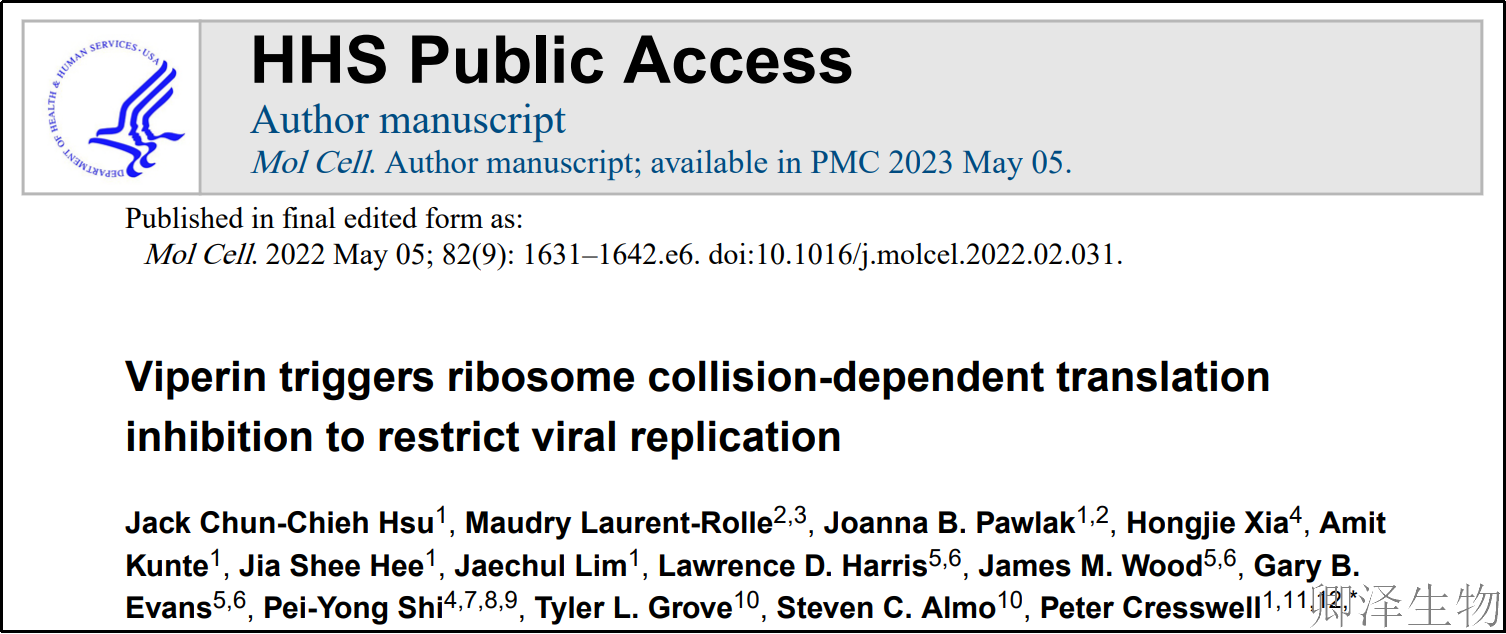 【核糖体碰撞-经典研究】 颠覆认知！免疫系统的“分子刹车”：抗病毒蛋白如何瘫痪病毒工厂