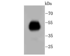 FC Antibody[48379]