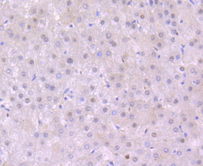 EDG1 Rabbit mAb[49440]